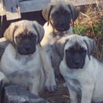 Engelsk Mastiff