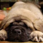 Engelsk Mastiff