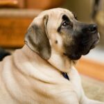 Engelsk Mastiff