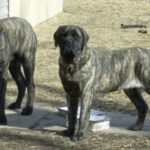 Engelsk Mastiff
