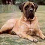 Engelsk Mastiff