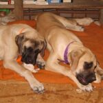 Engelsk Mastiff
