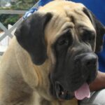 Engelsk Mastiff