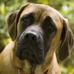 Engelsk Mastiff