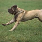 Engelsk Mastiff