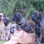 Engelsk Mastiff