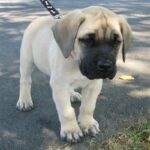 Engelsk Mastiff