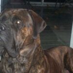 Engelsk Mastiff