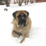 Engelsk Mastiff