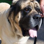 Engelsk Mastiff