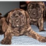 Engelsk Mastiff