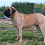Engelsk Mastiff