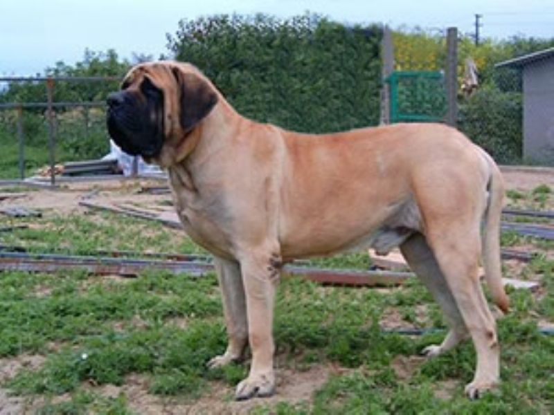 Engelsk Mastiff