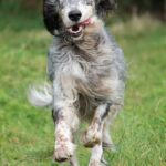 Engelsk Setter