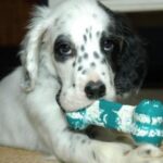 Engelsk Setter