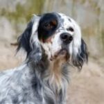 Engelsk Setter