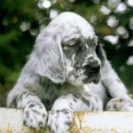 Engelsk Setter