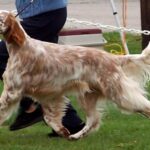 Engelsk Setter