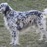 Engelsk Setter