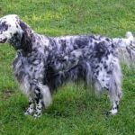 Engelsk Setter