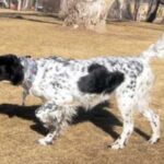 Engelsk Setter