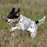 Engelsk Setter