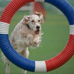 Engelsk Setter