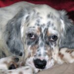 Engelsk Setter