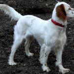 Engelsk Setter
