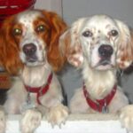 Engelsk Setter