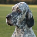 Engelsk Setter