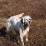 Engelsk Setter