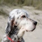 Engelsk Setter