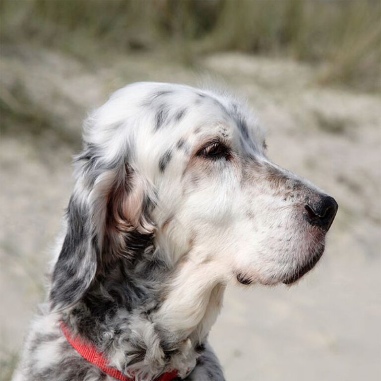 Engelsk Setter