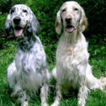 Engelsk Setter
