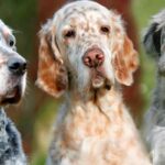 Engelsk Setter