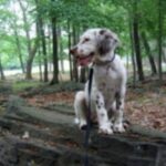 Engelsk Setter
