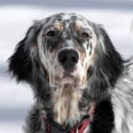 Engelsk Setter