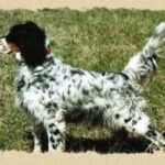 Engelsk Setter