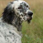 Engelsk Setter