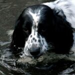 Engelsk Setter