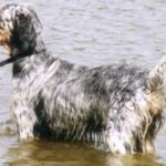 Engelsk Setter