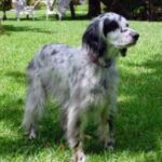 Engelsk Setter