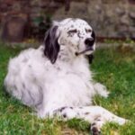 Engelsk Setter