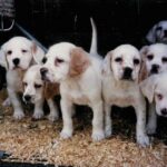 Engelsk Setter