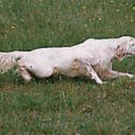Engelsk Setter