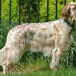 Engelsk Setter