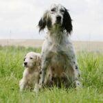 Engelsk Setter