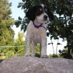 Engelsk Setter