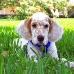 Engelsk Setter